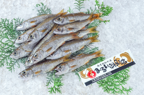 まるい鮮魚店　ムツ　1kg（千葉県館山市船形産）