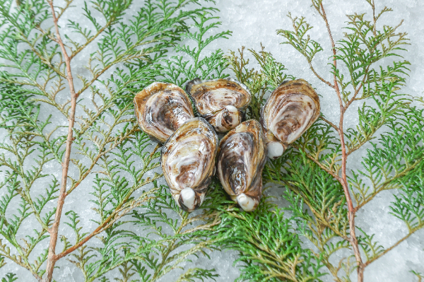 喜多嬉かき Platinum（養殖）（約50-60gサイズ）（S）