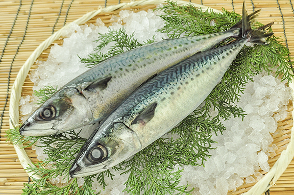 マサバ 網物 八面六臂