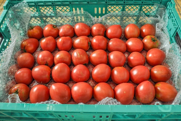 大玉トマト（AL） 8kg