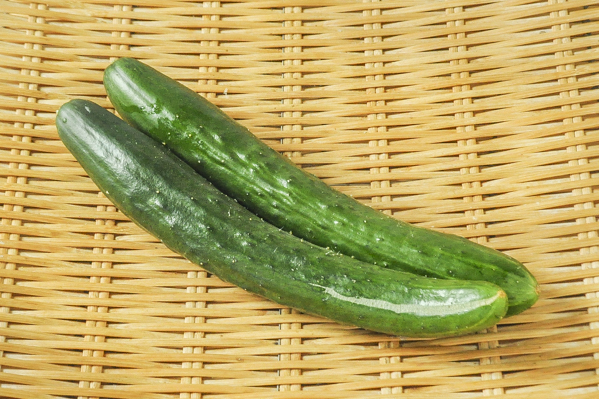 きゅうり 曲がり 八面六臂