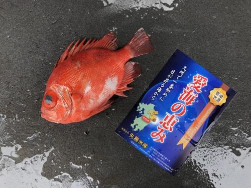 愛海の恵み（丸昌水産） クルマダイ（大分県佐伯産）（次回入荷時に撮影してください）