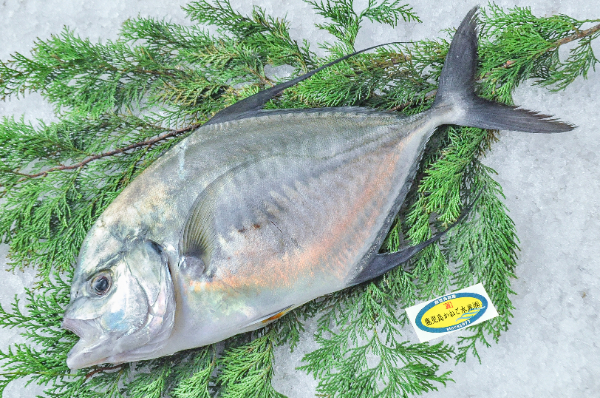 鹿児島かねご水産　イトヒラアジ（鹿児島県産）