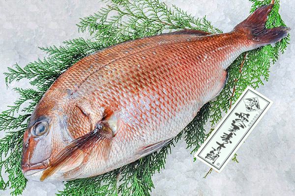 （TORAYA）愛美寿真鯛（エビスマダイ）（愛媛県宇和島産）