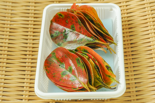 赤柿葉
