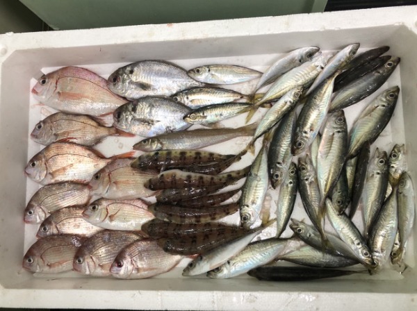 品質一番の 鮮魚BOX（ハモ網） 【業務用食材の仕入れなら八面六臂】 その他