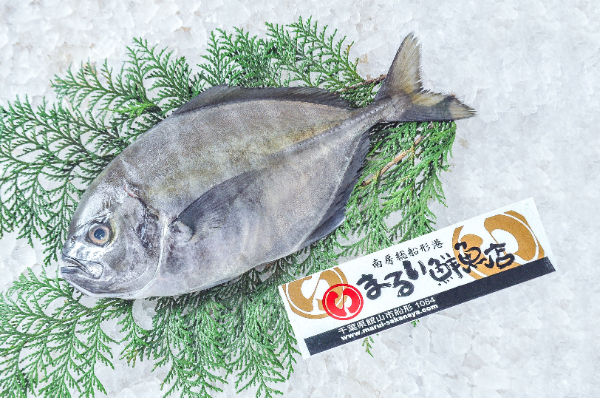 まるい鮮魚店　オキアジ（千葉県館山市船形産）