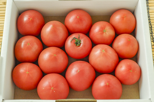 中玉トマト（シュクレトマト）（S）（静岡県浜松産）