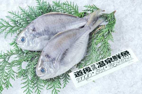 道後尊貴温泉鮮魚　エボダイ（イボダイ）（愛媛県伊予産）