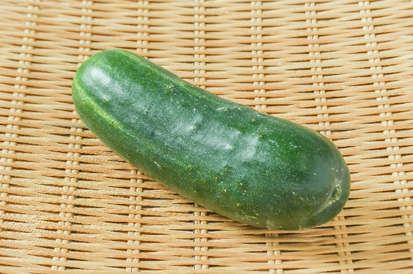 加賀太きゅうり（加賀野菜）