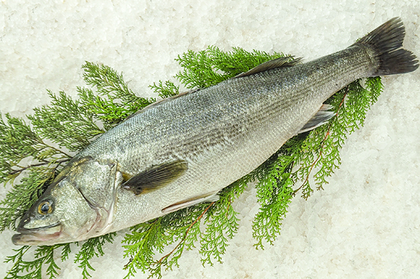 活〆スズキ 釣物 八面六臂