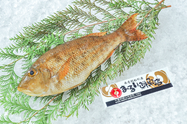 イトフエフキ（定置網）