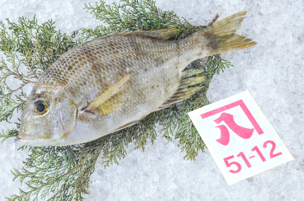 かねはち　メイチダイ（静岡県沼津産）