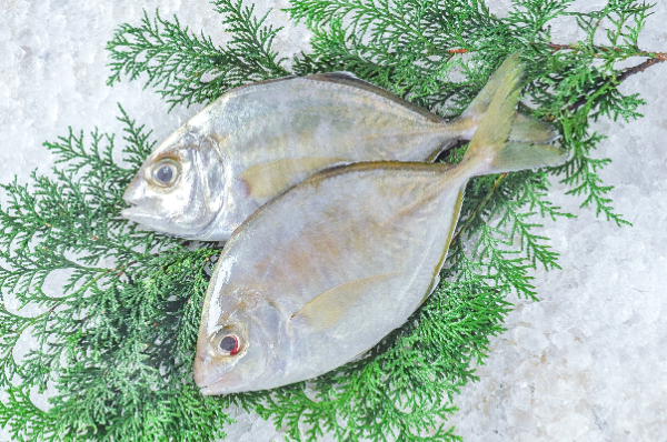 カイワリ（定置網）