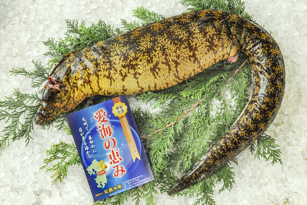 ウツボ 定置網 八面六臂