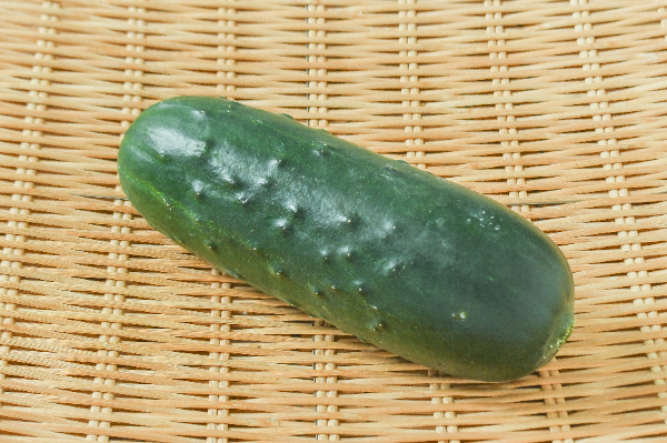 加賀太きゅうり（加賀野菜）（秀S）