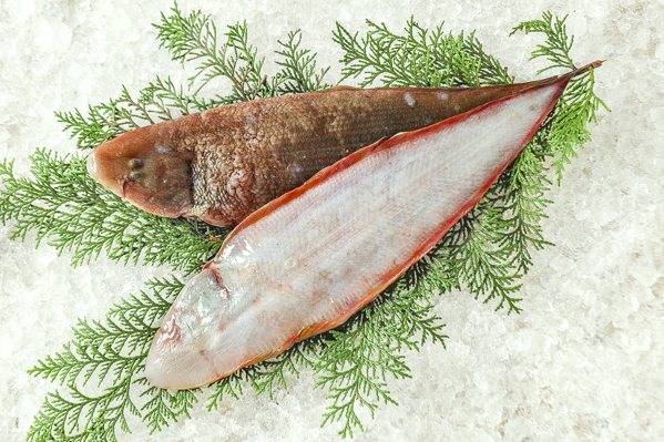 活〆アカシタビラメ 八面六臂