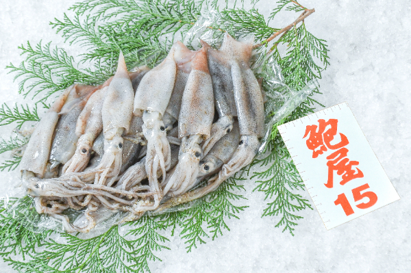 鮑屋　スルメイカ（小）1kg（神奈川県小田原産）