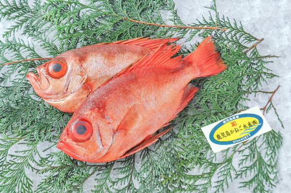鹿児島かねご水産　キントキダイ（鹿児島県産）