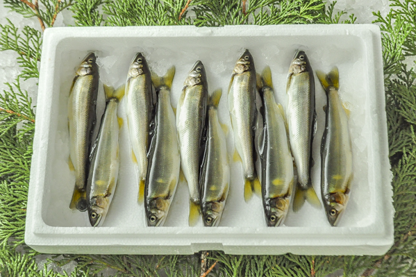 小魚・川魚（冷蔵） 【業務用食材の仕入れなら八面六臂】