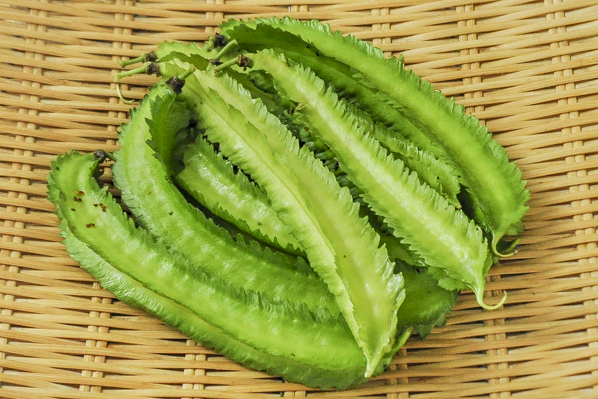 奥村さんの四角豆インゲン 八面六臂