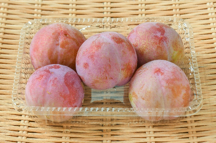 サマーエンジェル 【業務用食材の仕入れなら八面六臂】