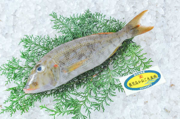 鹿児島かねご水産　ホオアカクチビ（ショナクチ）（鹿児島県産）