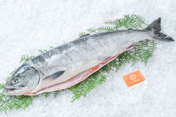 小西鮮魚店　秋鮭（メジカ鮭）（セミドレス）（北海道函館産）