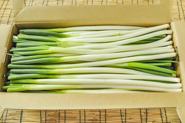 長ねぎ（B細）（加工用）
