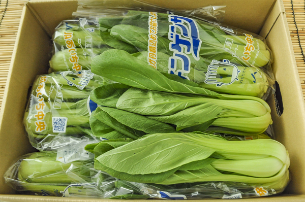 チンゲン菜　箱売り