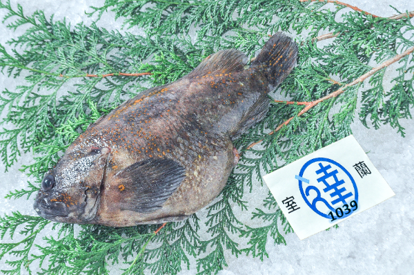 脳〆神経抜きムラソイ（刺網）