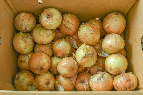 玉ねぎ（L）箱10kg