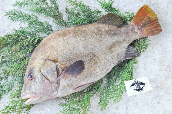 TORAYA　ヒゲソリダイ（愛媛県宇和島産）