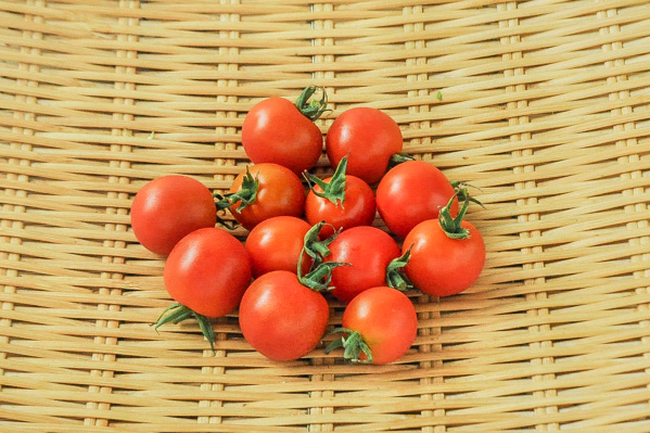 やぎ農園のミニトマト