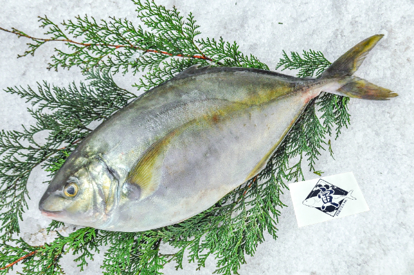 TORAYA　養殖シマアジ（愛媛県宇和島産）