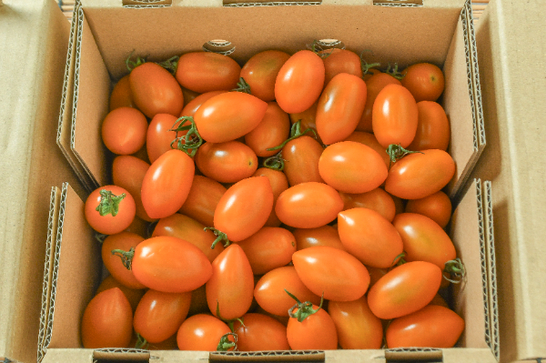 トマト型置物 オレンジ色 中玉トマト シンディーオレンジ｜種（タネ）,球根,苗,資材