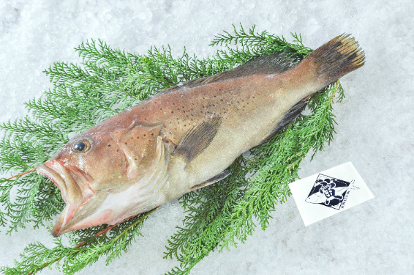 TORAYA　オオスジハタ（愛媛県宇和島産）