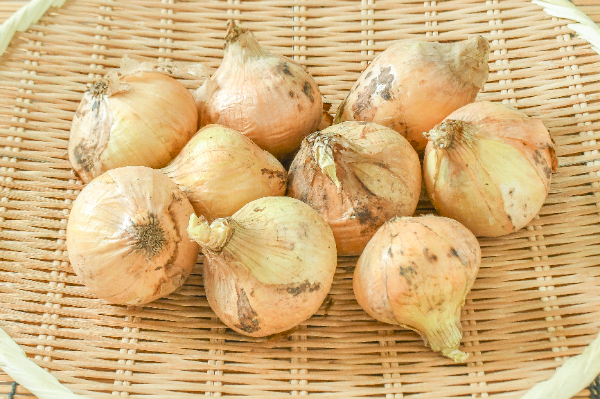 新玉ねぎ（M）1kg