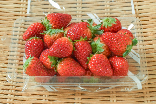 スターナイト（M）