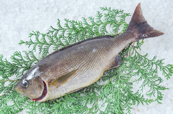 首折れイサキ（釣物）