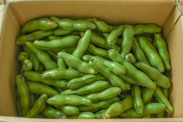 そら豆（BM）箱4kg