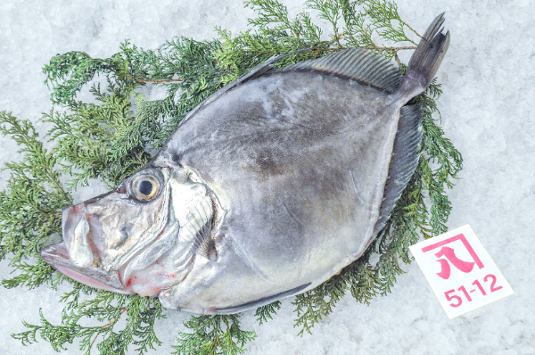 かねはち　カガミダイ（静岡県沼津産）