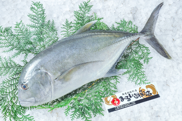 ロウニンアジ（定置網）