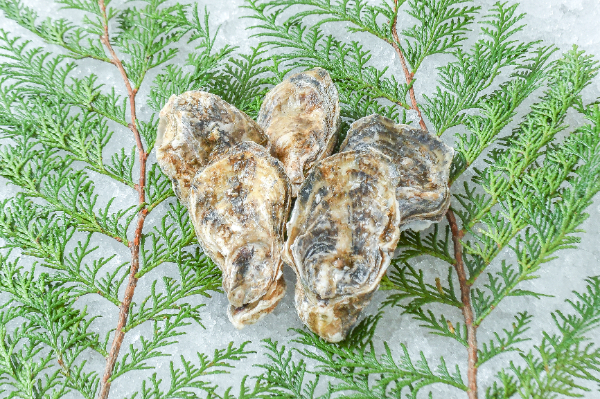 小長井かきA（約45-55gサイズ）1kg