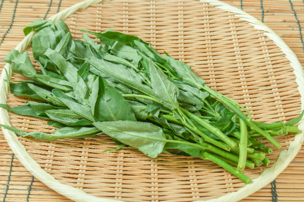 空芯菜（有機圃場）