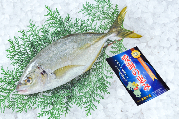 シマアジ（定置網）