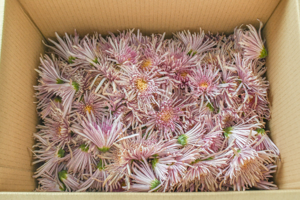 もって菊（B）箱500gr