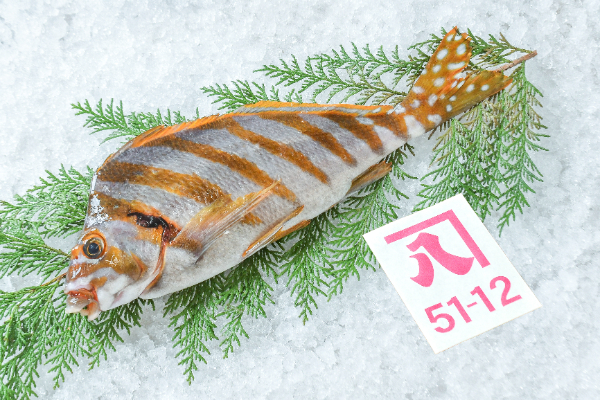 タカノハダイ（定置網）