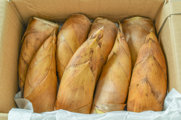 破竹（はちく）（S） 【業務用食材の仕入れなら八面六臂】