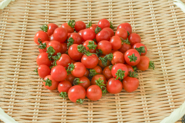 ミニトマト（M）500gr